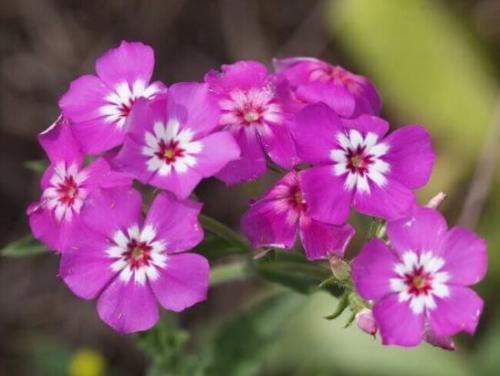 Выращивание однолетних флоксов из семян. Выращивание флоксов из семян 01 Выращивание однолетних флоксов из семян. Выращивание флоксов из семян 01