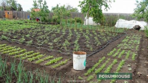 Монтаж капельного полива. Капельный полив: капельницы, спринклеры, микроразбрызгиватели