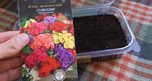 Когда сажать однолетние и многолетние флоксы на рассаду. Когда и как сажать однолетние флоксы на рассаду