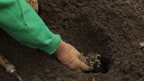 Когда высаживать рассаду флоксов в открытый грунт. Как правильно посадить флоксы весной: пошаговая инструкция