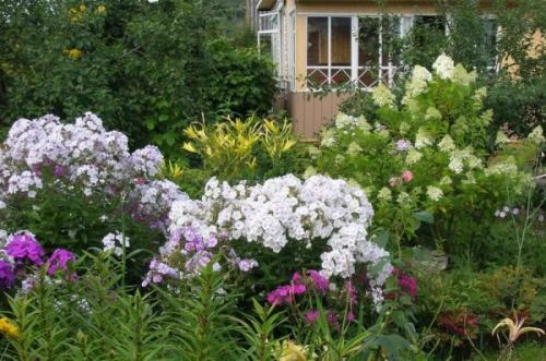 Когда высаживать рассаду флоксов в открытый грунт. Как правильно посадить флоксы весной: пошаговая инструкция