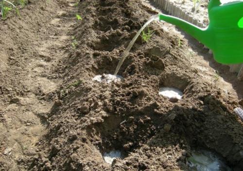 Когда высаживать рассаду флоксов в открытый грунт. Как правильно посадить флоксы весной: пошаговая инструкция