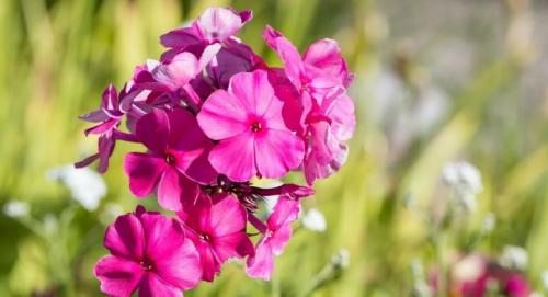 Флоксы многолетние посадка и уход. Многолетние флоксы: обзор сортов и рекомендации по выращиванию