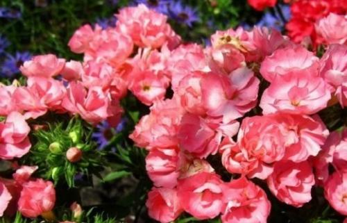 Флоксы однолетние низкорослые. Флоксы однолетние: сорта, описание и фото