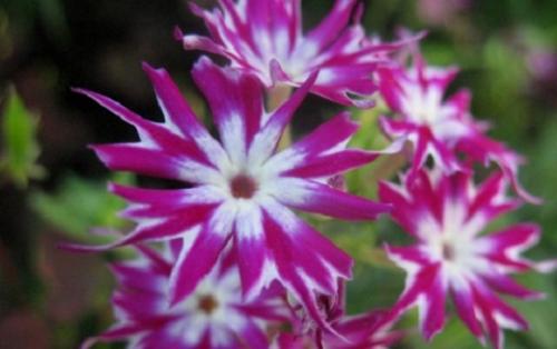 Флоксы однолетние низкорослые. Флоксы однолетние: сорта, описание и фото