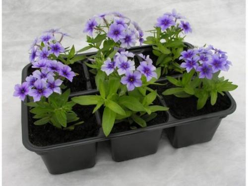 Как и когда сажать флоксы на рассаду. Размножение однолетних флоксов