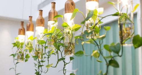 Комнатные растения и цветы в интерьере жилого дома. Комнатные растения в интерьере квартиры и дома