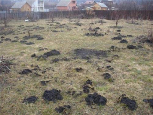 Борьба с кротами это новейший способ. Какой вред кроты могут причинить огороду
