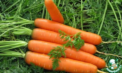 Когда появилась оранжевая морковь. Морковь, интересные факты из ее истории