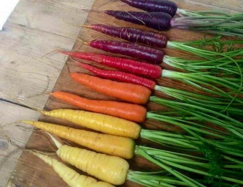 Почему морковь была фиолетовой. Изначально морковь была фиолетовой, а не оранжевой