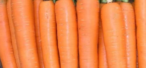 Лучшие сорта моркови Голландской селекции. Ранние сорта моркови Голландской селекции