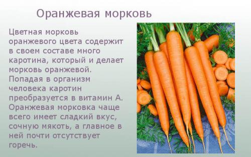 Красная морковь сорта. Оранжевая морковь