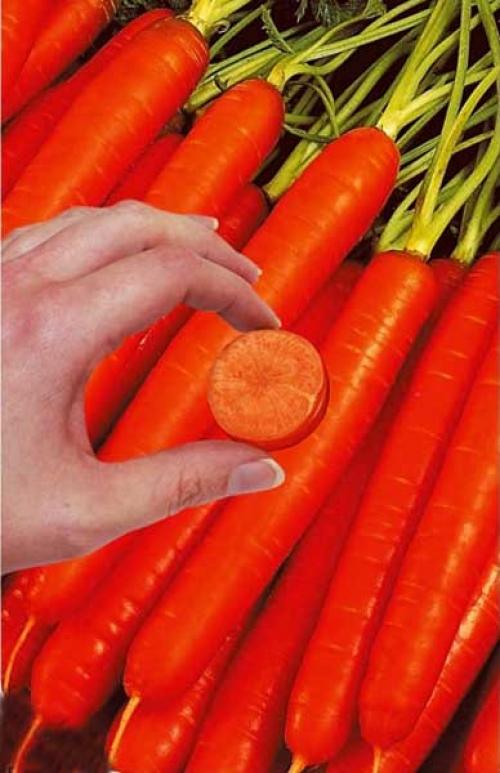 Морковь без сердцевины сорта. Сорта моркови без сердцевины