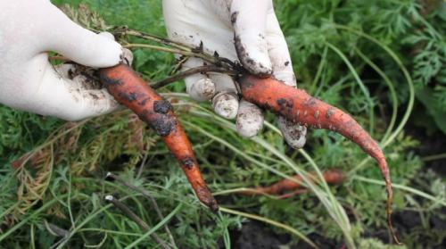 Кто отгрызает ботву моркови. Болезни и вредители моркови: способы борьбы и профилактики