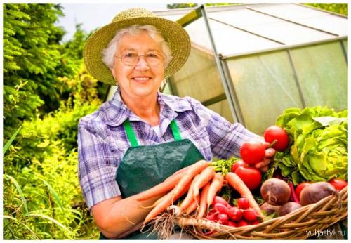 Фиолетовая морковь. Общая характеристика фиолетовой моркови