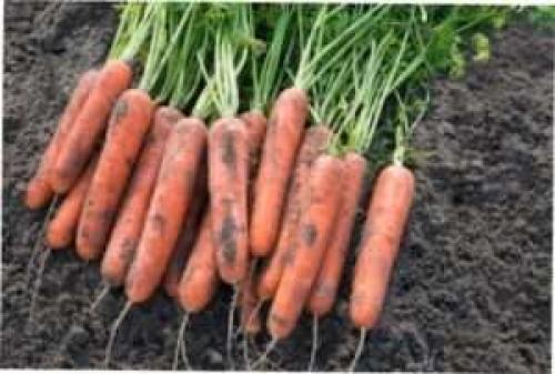 Выбираем сорт моркови на любой вкус. ТОП лучших сортов моркови с фото и описанием 03