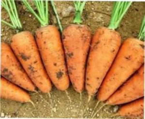 Выбираем сорт моркови на любой вкус. ТОП лучших сортов моркови с фото и описанием 04