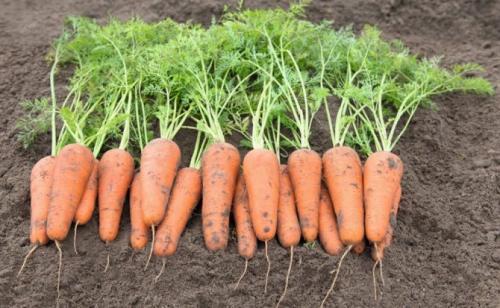 Голландские сорта моркови. Ранние сорта моркови