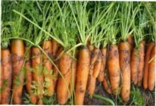 Выбираем сорт моркови на любой вкус. ТОП лучших сортов моркови с фото и описанием 05