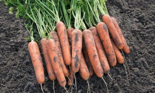 Голландские сорта моркови. Ранние сорта моркови