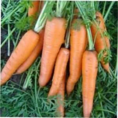 Выбираем сорт моркови на любой вкус. ТОП лучших сортов моркови с фото и описанием 02
