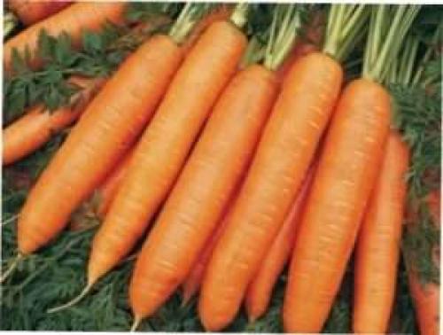 Выбираем сорт моркови на любой вкус. ТОП лучших сортов моркови с фото и описанием 01