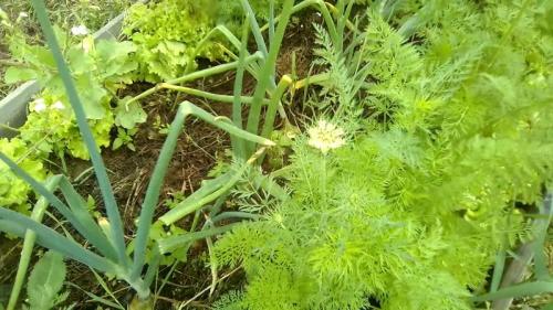 Сердцевина моркови вред. Почему у моркови зеленая сердцевина и можно ли ее есть такую