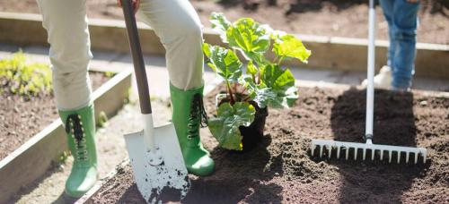 Можно ли сажать деревья осенью, и если да то почему это выгодно. Почему я сажаю осенью: рассказываю о преимуществах осенней посадки растений