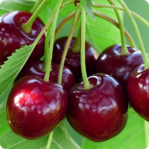 Влияет ли время посадки на скорость приживаемости плодовых деревьев. КАК ПРИЖИВУТСЯ САЖЕНЦЫ – ЗАВИСИТ ОТ ПРАВИЛЬНОГО РАЗВИТИЯ КОРНЕВОЙ СИСТЕМЫ