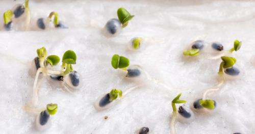 Какие признаки указывают на подходящее время для посадки. Время прорастания семян