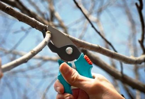 Полный гид по посадке яблони: советы для начинающих 07 Полный гид по посадке яблони: советы для начинающих 07