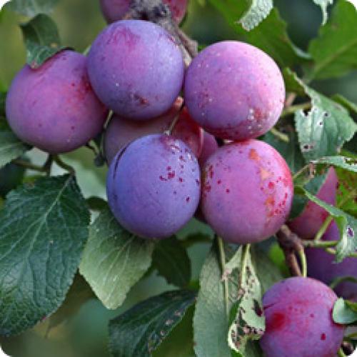 Влияет ли время посадки на скорость приживаемости плодовых деревьев. КАК ПРИЖИВУТСЯ САЖЕНЦЫ – ЗАВИСИТ ОТ ПРАВИЛЬНОГО РАЗВИТИЯ КОРНЕВОЙ СИСТЕМЫ