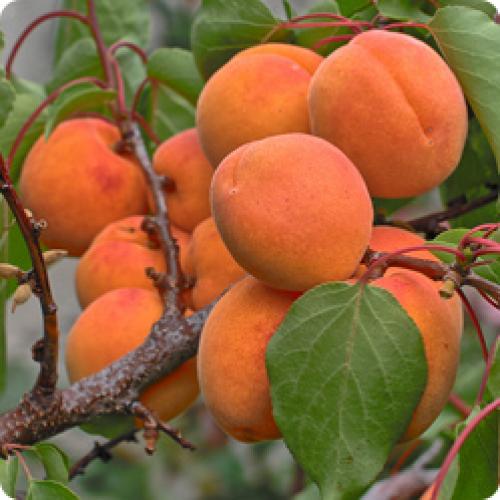 Влияет ли время посадки на скорость приживаемости плодовых деревьев. КАК ПРИЖИВУТСЯ САЖЕНЦЫ – ЗАВИСИТ ОТ ПРАВИЛЬНОГО РАЗВИТИЯ КОРНЕВОЙ СИСТЕМЫ