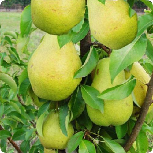 Влияет ли время посадки на скорость приживаемости плодовых деревьев. КАК ПРИЖИВУТСЯ САЖЕНЦЫ – ЗАВИСИТ ОТ ПРАВИЛЬНОГО РАЗВИТИЯ КОРНЕВОЙ СИСТЕМЫ