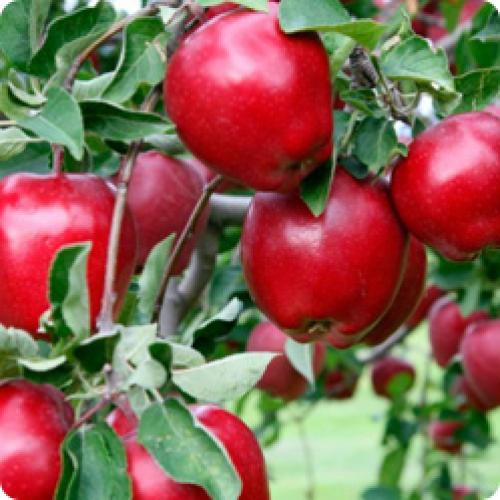 Влияет ли время посадки на скорость приживаемости плодовых деревьев. КАК ПРИЖИВУТСЯ САЖЕНЦЫ – ЗАВИСИТ ОТ ПРАВИЛЬНОГО РАЗВИТИЯ КОРНЕВОЙ СИСТЕМЫ