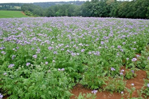 Оптимальное время для посадки саженцев плодовых деревьев 12 Оптимальное время для посадки саженцев плодовых деревьев 12