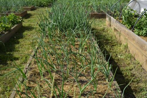 Когда сажать плодовые деревья: оптимальные сроки для вашего региона 12 Когда сажать плодовые деревья: оптимальные сроки для вашего региона 12