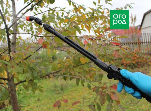 Когда сажать плодовые деревья: оптимальные сроки для вашего региона 25 Когда сажать плодовые деревья: оптимальные сроки для вашего региона 25