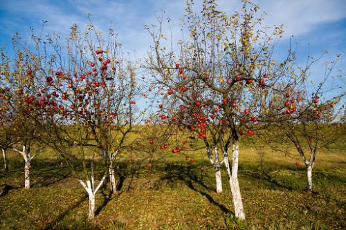 Осенняя посадка деревьев и кустарников: почему это идеальное время для вашего сада 04 Осенняя посадка деревьев и кустарников: почему это идеальное время для вашего сада 04