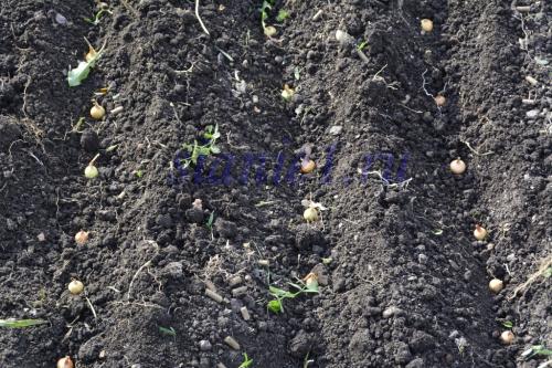 Когда сажать плодовые деревья: оптимальные сроки для вашего региона 03 Когда сажать плодовые деревья: оптимальные сроки для вашего региона 03