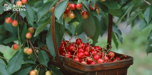 Когда и как лучше сажать плодовые деревья: Полное руководство для начинающих 01 Когда и как лучше сажать плодовые деревья: Полное руководство для начинающих 01