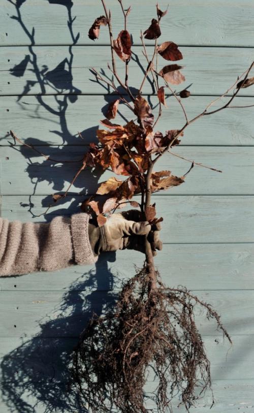 Какие признаки того, что саженец готов к посадке. Спасение больных саженцев