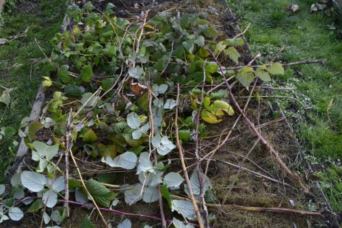 Когда сажать плодовые деревья: оптимальные сроки для вашего региона 05 Когда сажать плодовые деревья: оптимальные сроки для вашего региона 05