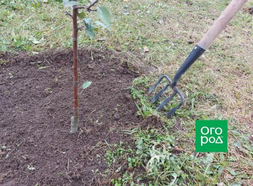 Когда сажать плодовые деревья: оптимальные сроки для вашего региона 17 Когда сажать плодовые деревья: оптимальные сроки для вашего региона 17