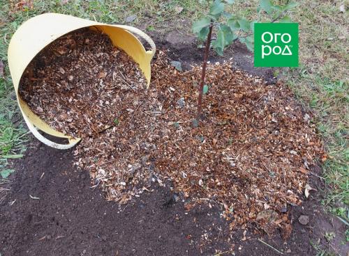 Когда сажать плодовые деревья: оптимальные сроки для вашего региона 22 Когда сажать плодовые деревья: оптимальные сроки для вашего региона 22