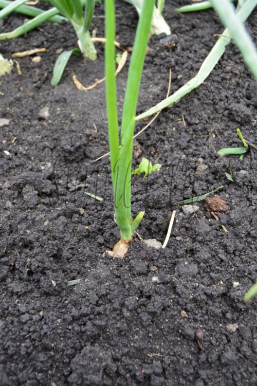 Когда сажать плодовые деревья: оптимальные сроки для вашего региона 11 Когда сажать плодовые деревья: оптимальные сроки для вашего региона 11