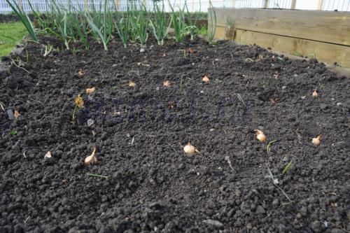 Когда сажать плодовые деревья: оптимальные сроки для вашего региона 08 Когда сажать плодовые деревья: оптимальные сроки для вашего региона 08