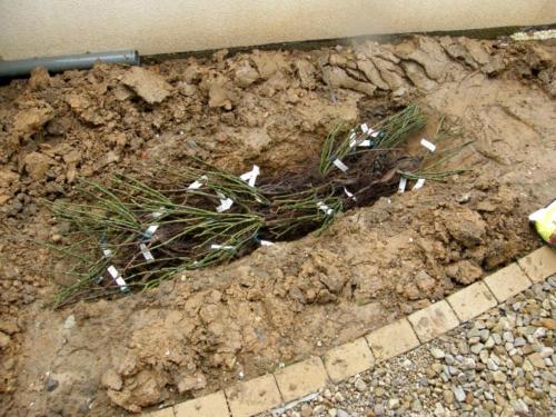 Осенняя посадка деревьев и кустарников: почему это идеальное время для вашего сада 06 Осенняя посадка деревьев и кустарников: почему это идеальное время для вашего сада 06