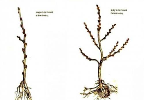 Когда и как лучше сажать плодовые деревья: Полное руководство для начинающих 02 Когда и как лучше сажать плодовые деревья: Полное руководство для начинающих 02