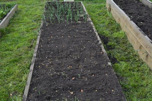 Когда сажать плодовые деревья: оптимальные сроки для вашего региона 07 Когда сажать плодовые деревья: оптимальные сроки для вашего региона 07